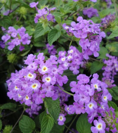 Lantana Luscious® Grape